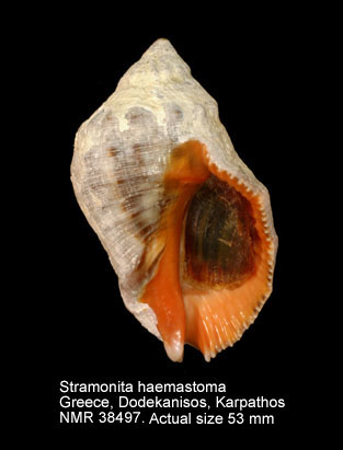 Stramonita haemastoma (12).jpg - Stramonita haemastoma(Linnaeus,1767)